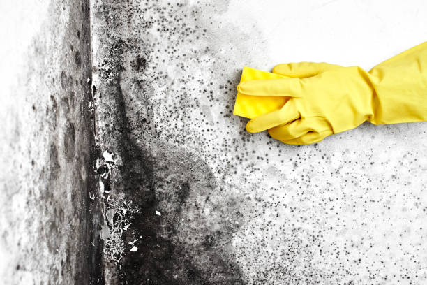 Office Mold Removal Services in Carthage, NY