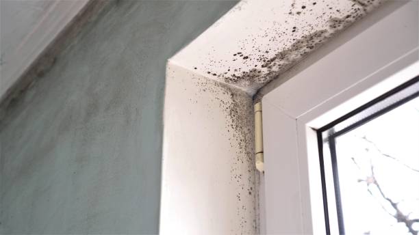 Best Mold Removal Process  in Carthage, NY