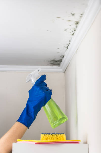 Mold Removal Process in Carthage, NY